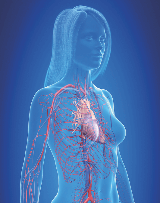 5 CHOSES À SAVOIR SUR LA VASCULARISATION CUTANÉE